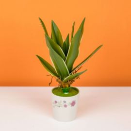 New Modern Ceramic Pot Realistic Long Leaf Artificial Plant